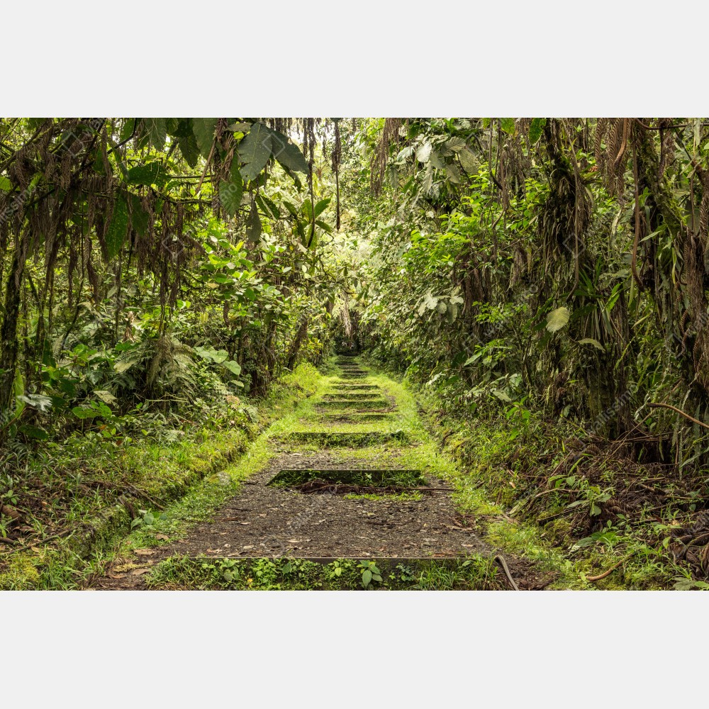 Poster pfad durch üppigen dschungel – Wallnifity® Poster pfad durch üppigen dschungel – Wallnifity®