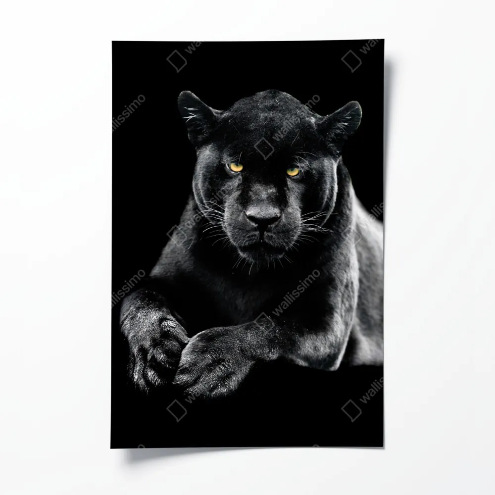 Poster porträt eines schwarzen panthers vor schwarzem hintergrund – Wallnifity® Poster porträt eines schwarzen panthers vor schwarzem hintergrund – Wallnifity®
