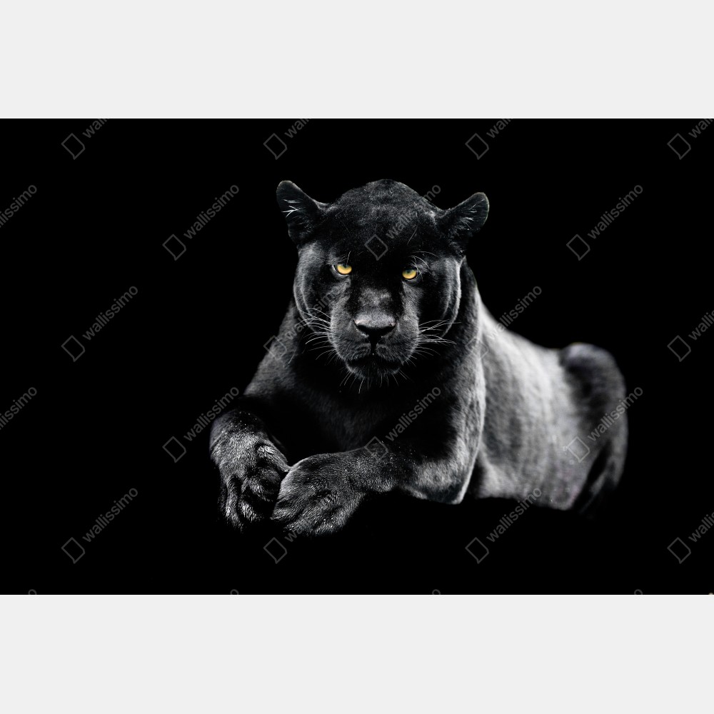 Poster porträt eines schwarzen panthers vor schwarzem hintergrund – Wallnifity® Poster porträt eines schwarzen panthers vor schwarzem hintergrund – Wallnifity®