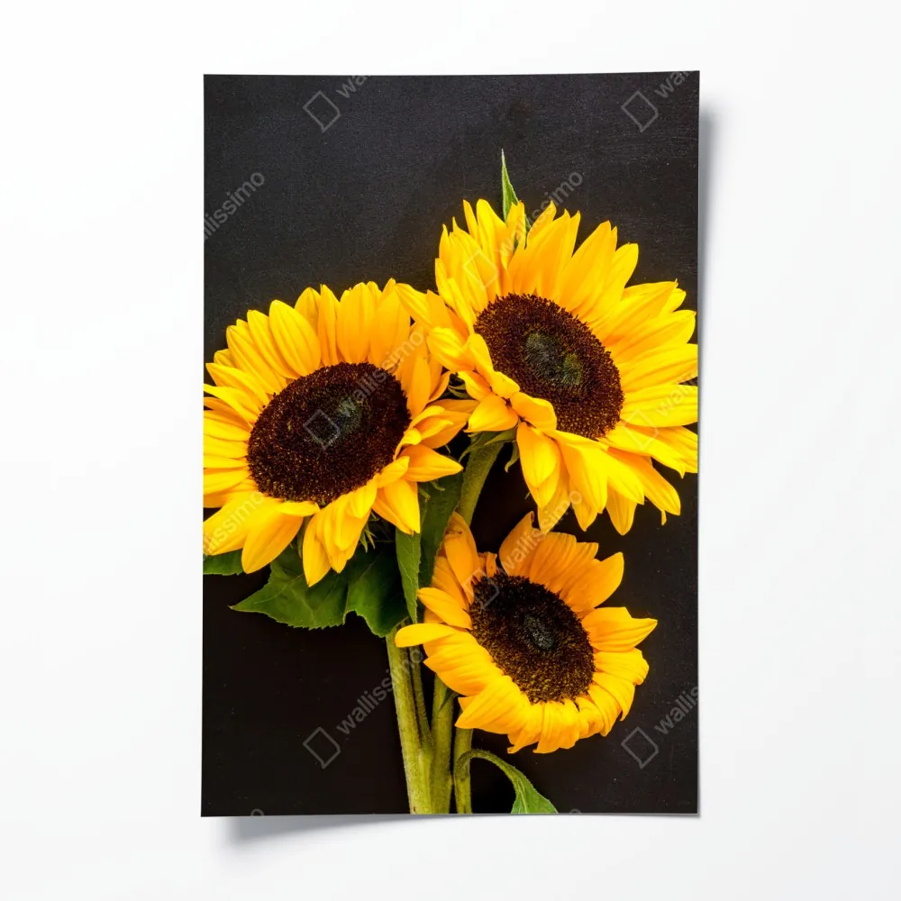 Poster leuchtende sonnenblumen auf schwarzem hintergrund – Wallnifity®