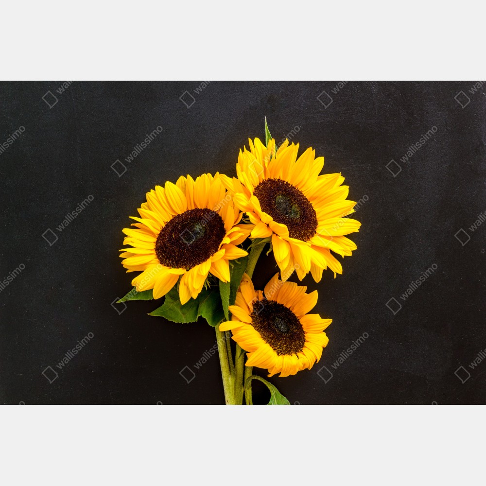 Poster leuchtende sonnenblumen auf schwarzem hintergrund – Wallnifity®