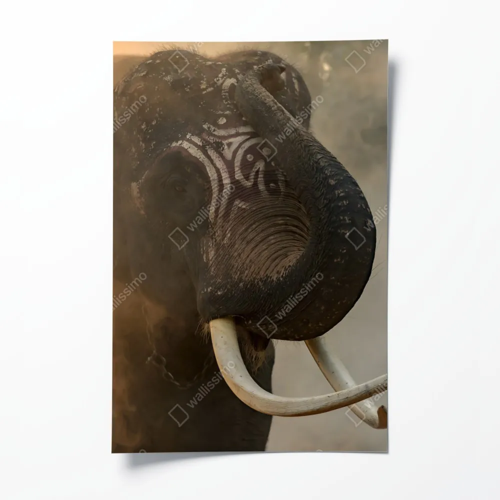 Poster majestätischer Thai-elefant mit stoßzähnen – Wallnifity® Poster majestätischer Thai-elefant mit stoßzähnen – Wallnifity®