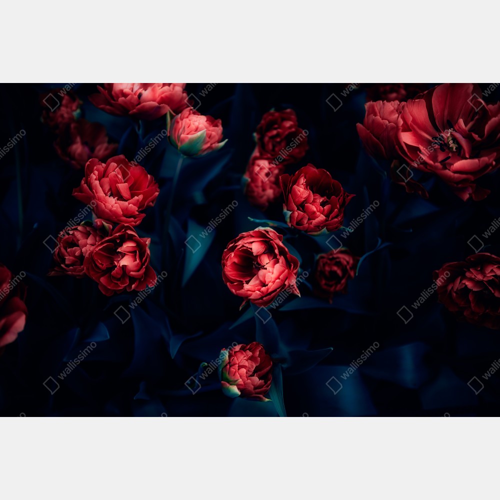 Poster dunkler roter tulpenstrauß – Wallnifity® Poster dunkler roter tulpenstrauß – Wallnifity®