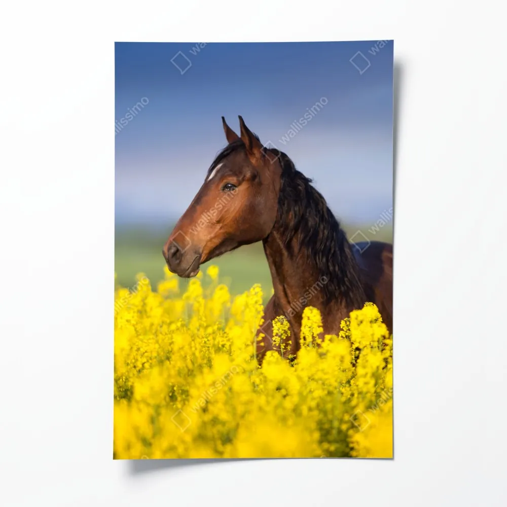 Poster braunes pferd im gelben rapsfeld – Wallnifity® Poster braunes pferd im gelben rapsfeld – Wallnifity®