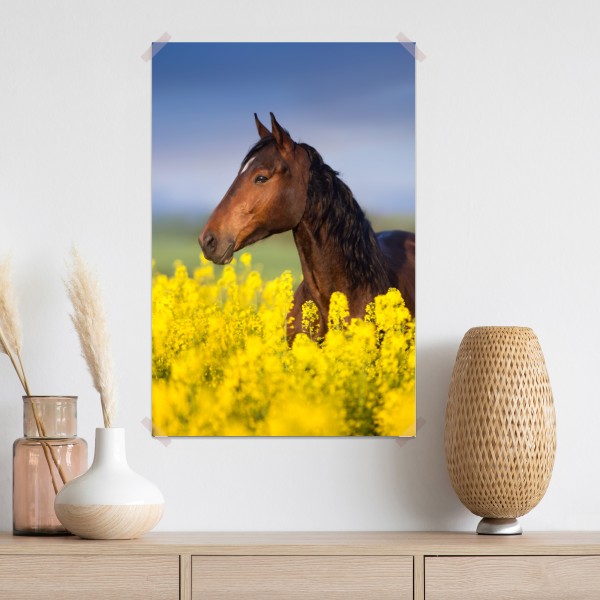 Poster braunes pferd im gelben rapsfeld – Wallnifity® Poster braunes pferd im gelben rapsfeld – Wallnifity®