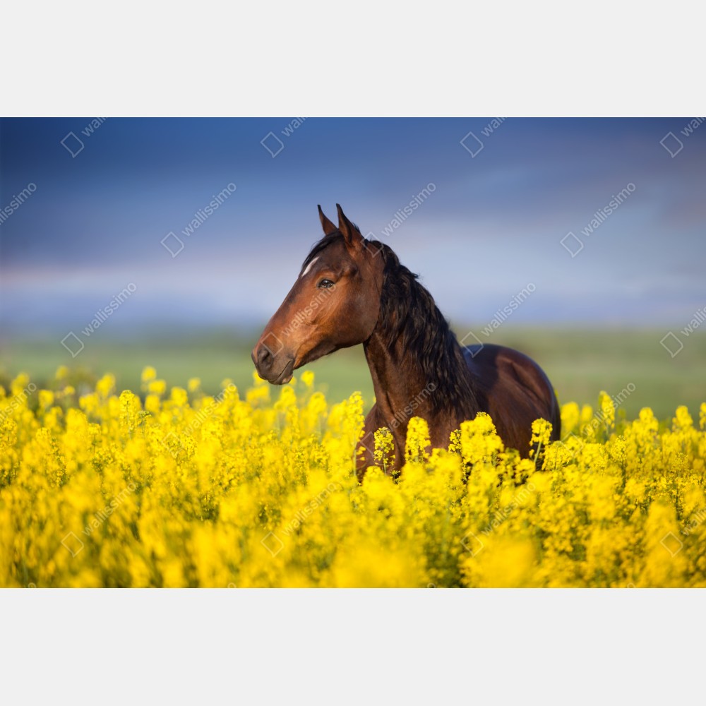 Poster braunes pferd im gelben rapsfeld – Wallnifity® Poster braunes pferd im gelben rapsfeld – Wallnifity®