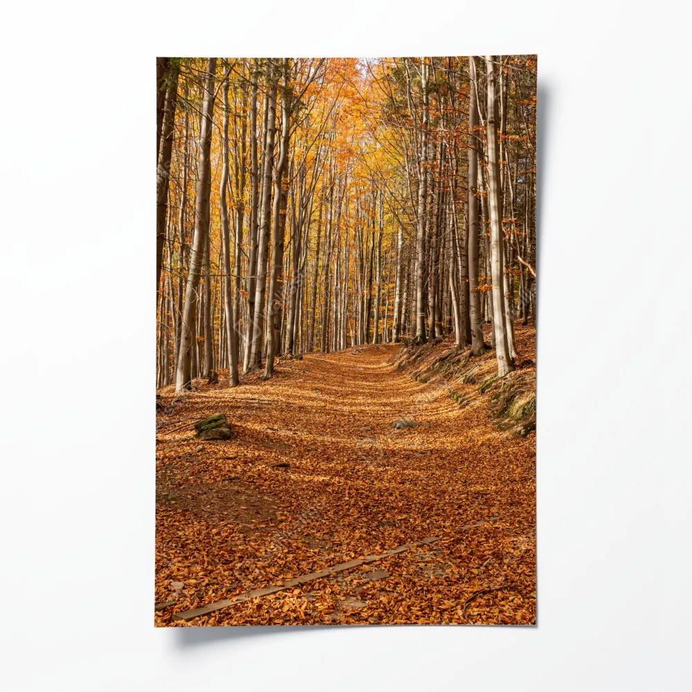 Poster herbstlicher waldweg mit goldenen blättern – Wallnifity® Poster herbstlicher waldweg mit goldenen blättern – Wallnifity®