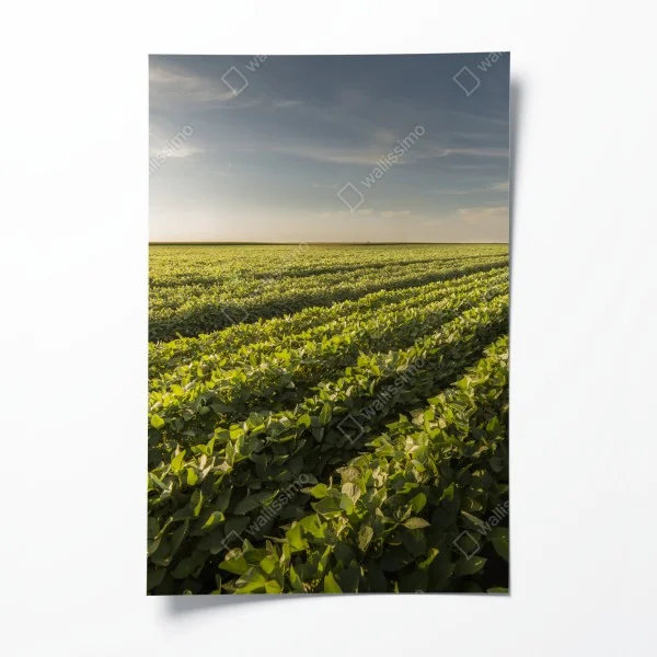 Poster tropischer strand in Cap Cana – Wallnifity®