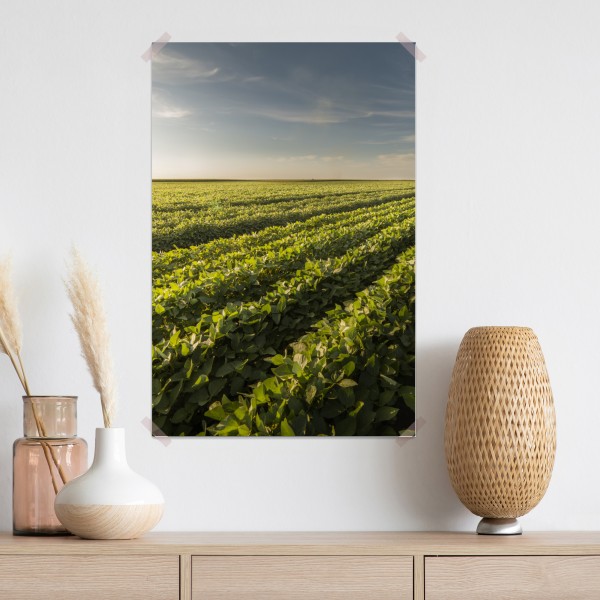 Poster sonnenbeschienenes sojafeld bei sonnenuntergang – Wallnifity® Poster sonnenbeschienenes sojafeld bei sonnenuntergang – Wallnifity®