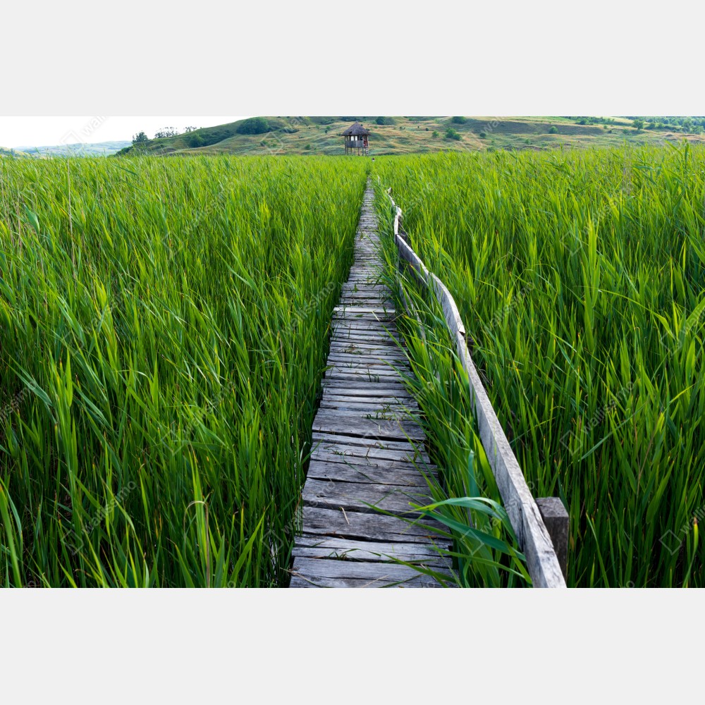 Poster ruhiger grüner steg durch schilfland zur rustikalen hütte – Wallnifity® Poster ruhiger grüner steg durch schilfland zur rustikalen hütte – Wallnifity®