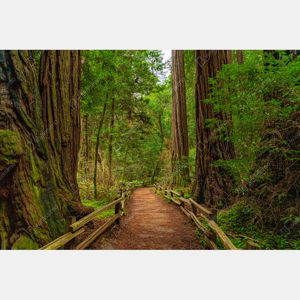 Poster majestätischer waldpfad zwischen mammutbäumen – Wallnifity® Poster majestätischer waldpfad zwischen mammutbäumen – Wallnifity®