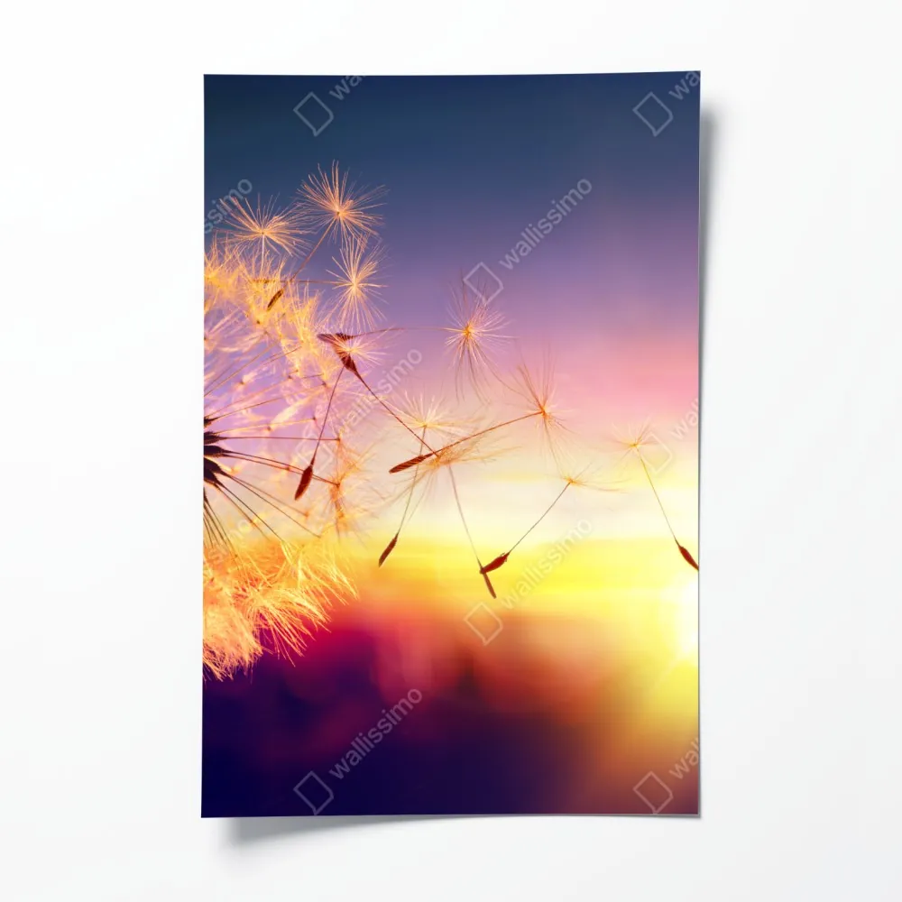 Poster goldener löwenzahn bei sonnenuntergang – Wallnifity® Poster goldener löwenzahn bei sonnenuntergang – Wallnifity®